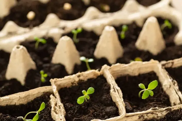 Beginning Gardener Starter Kit Workshop